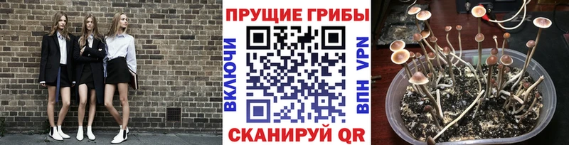 Псилоцибиновые грибы Cubensis  даркнет сайт  Белинский 